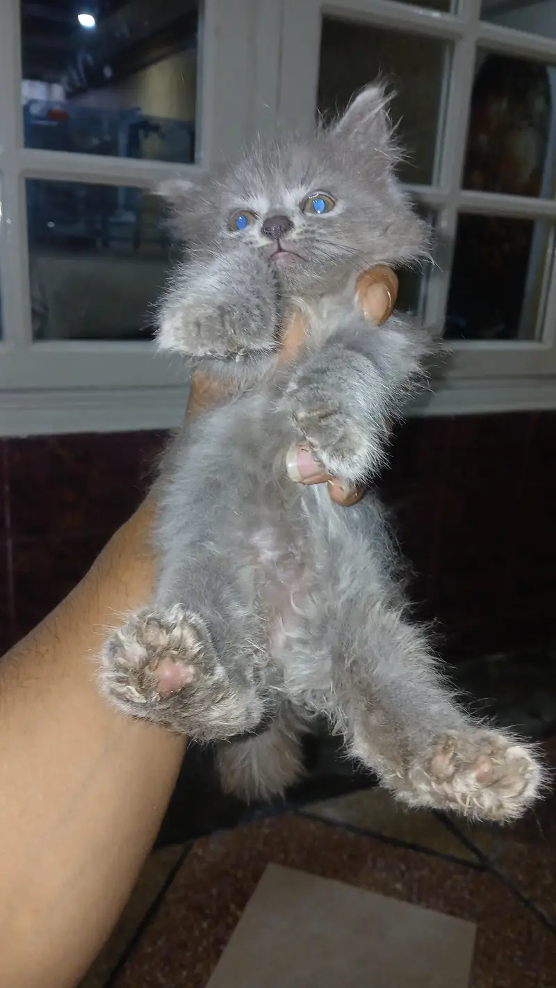 persian kittens — photo 4