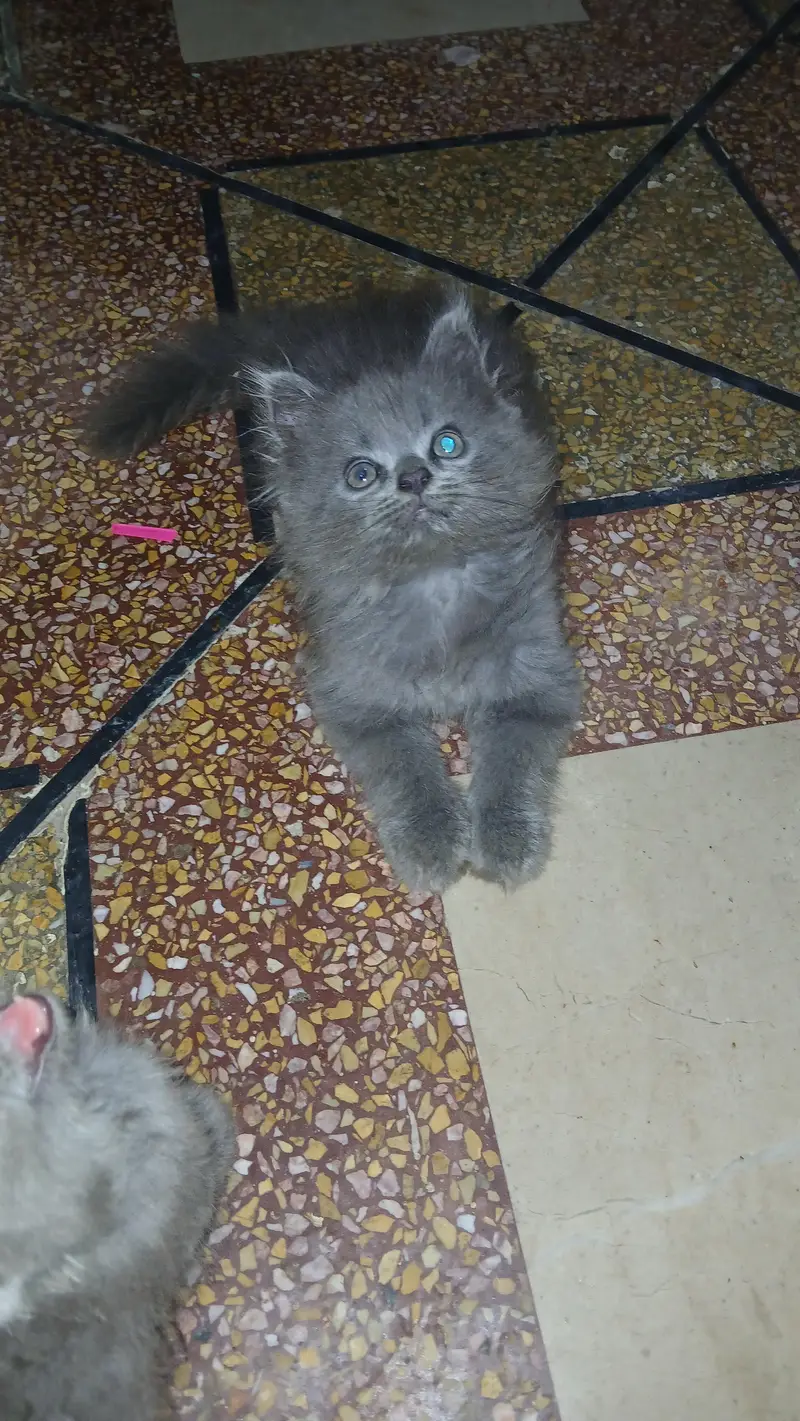 persian kittens — photo 5