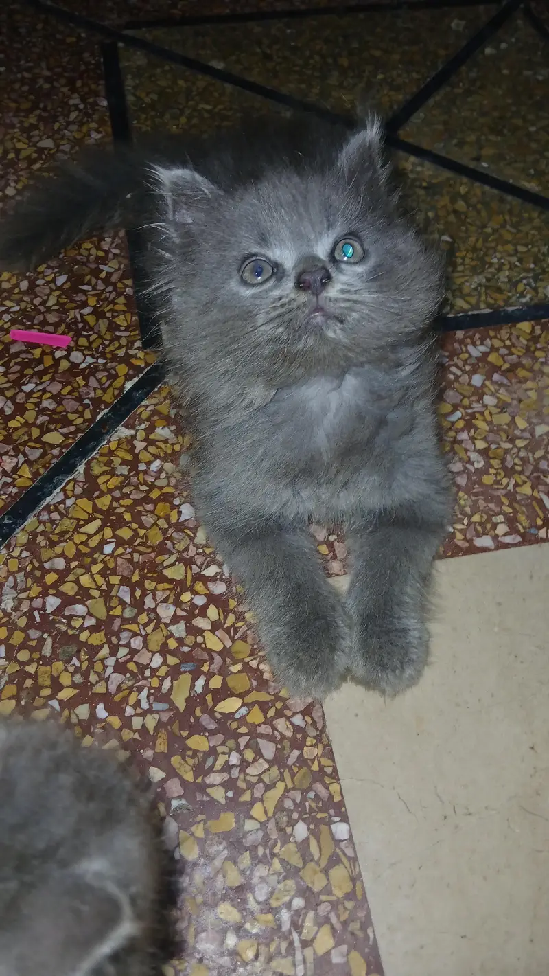 persian kittens — photo 6