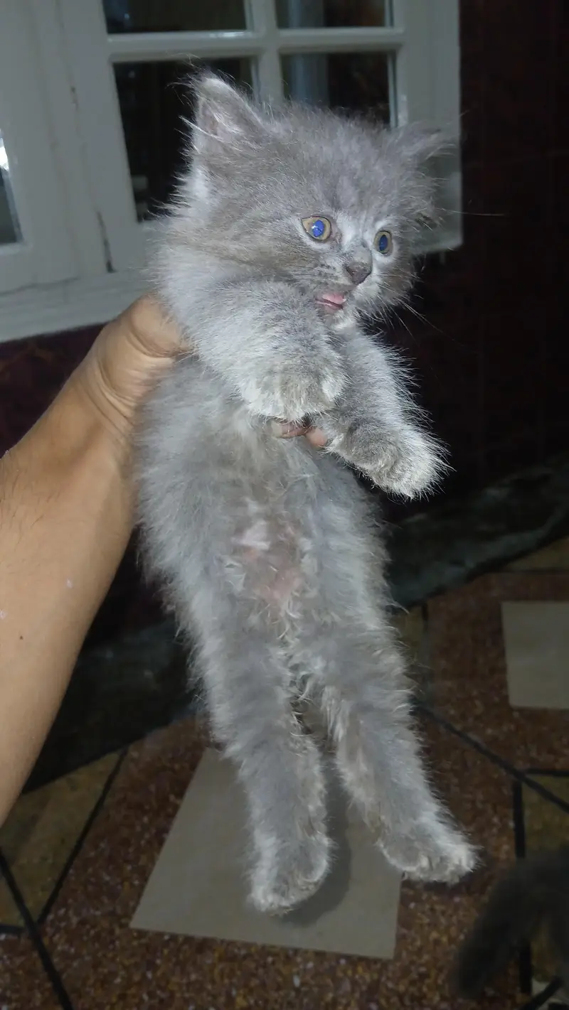 persian kittens — photo 7