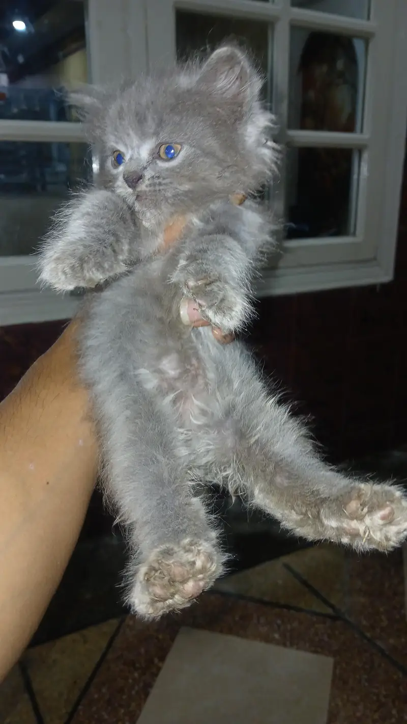 persian kittens — photo 8