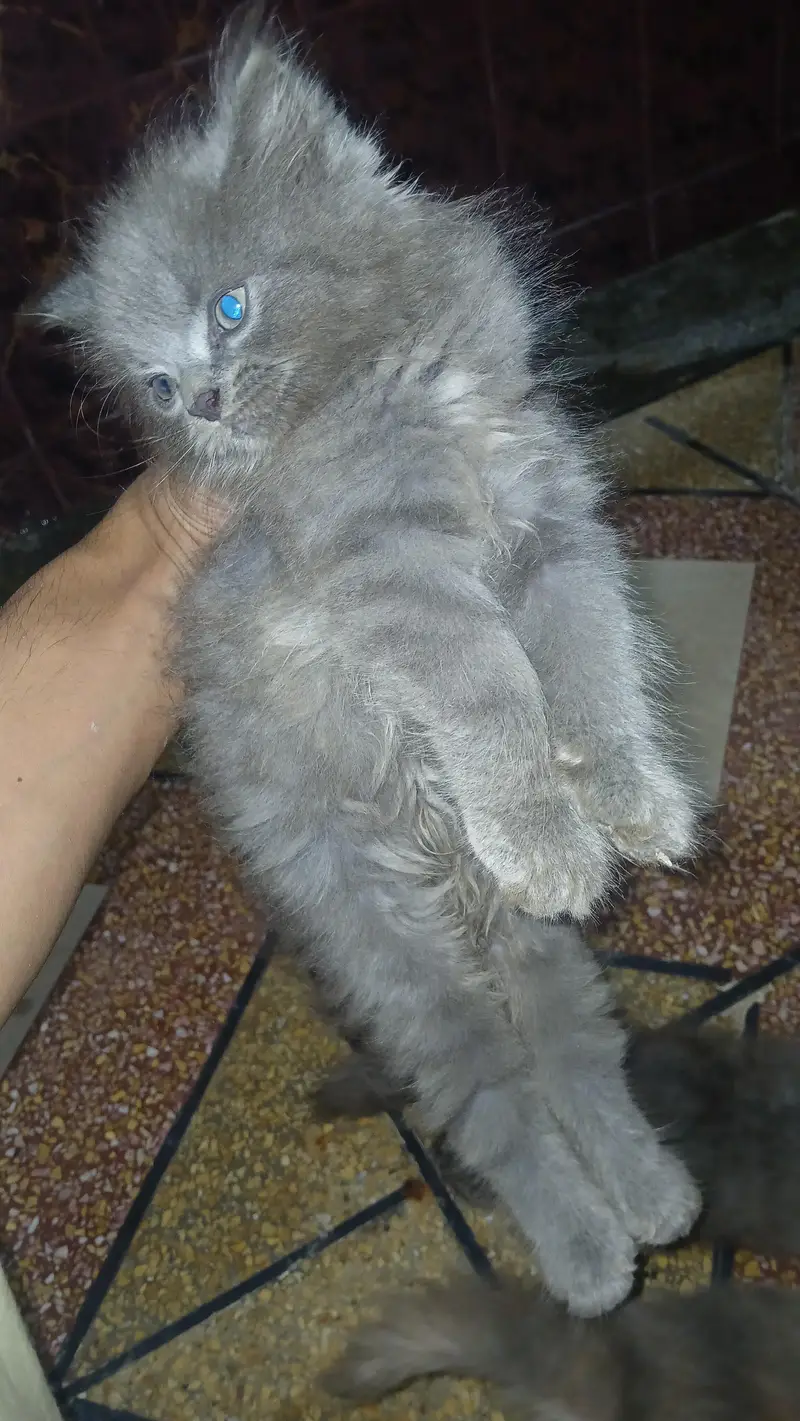 persian kittens — photo 9