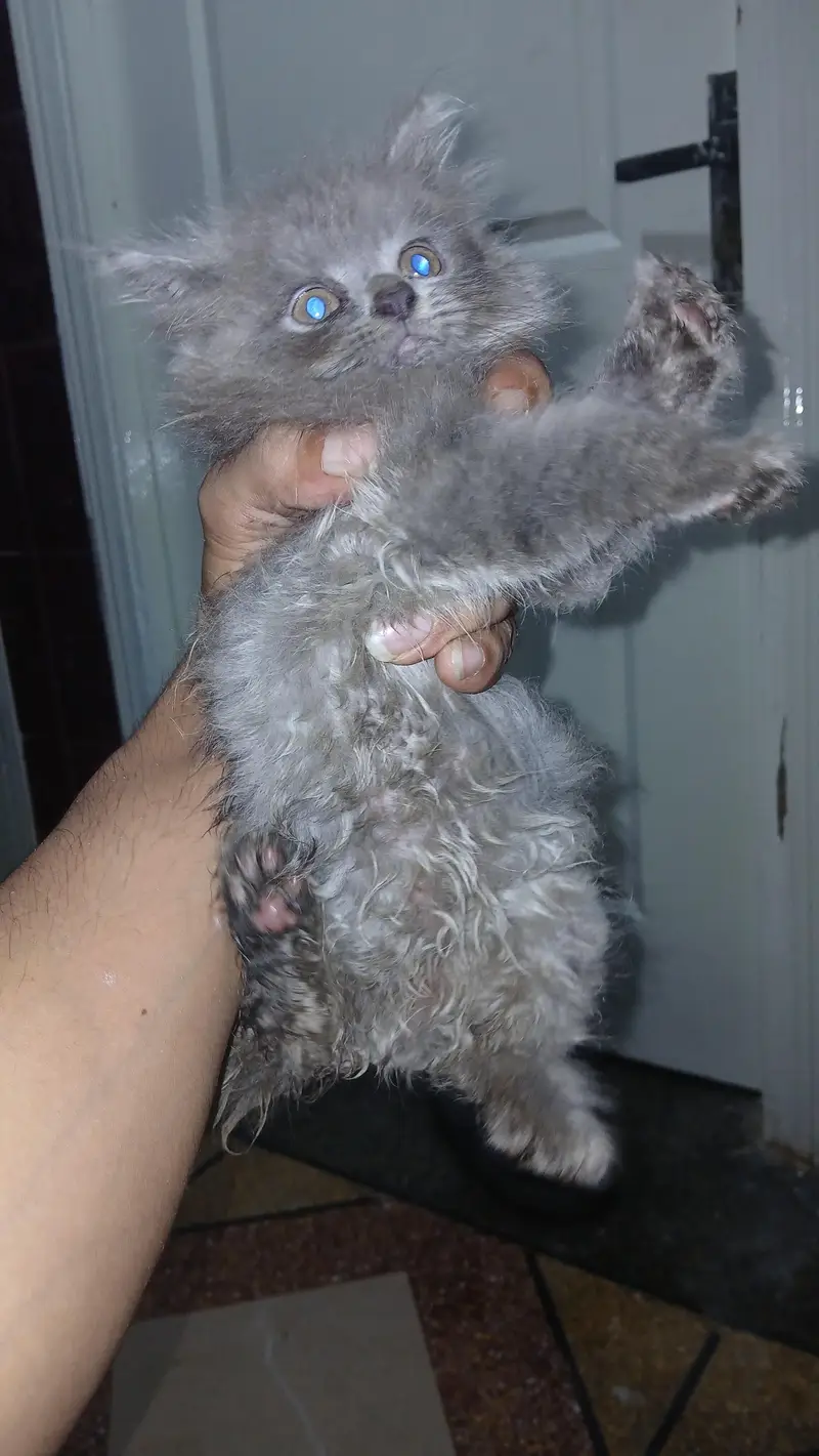 persian kittens — photo 10