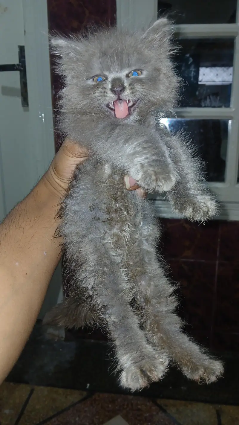 persian kittens — photo 11