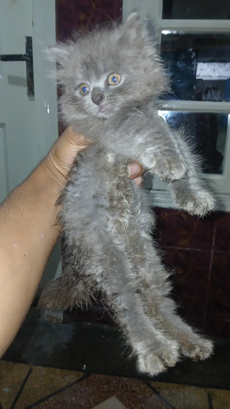 persian kittens — photo 12