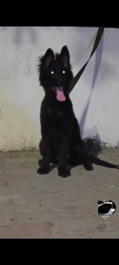 Top quality gsd pup for sale
