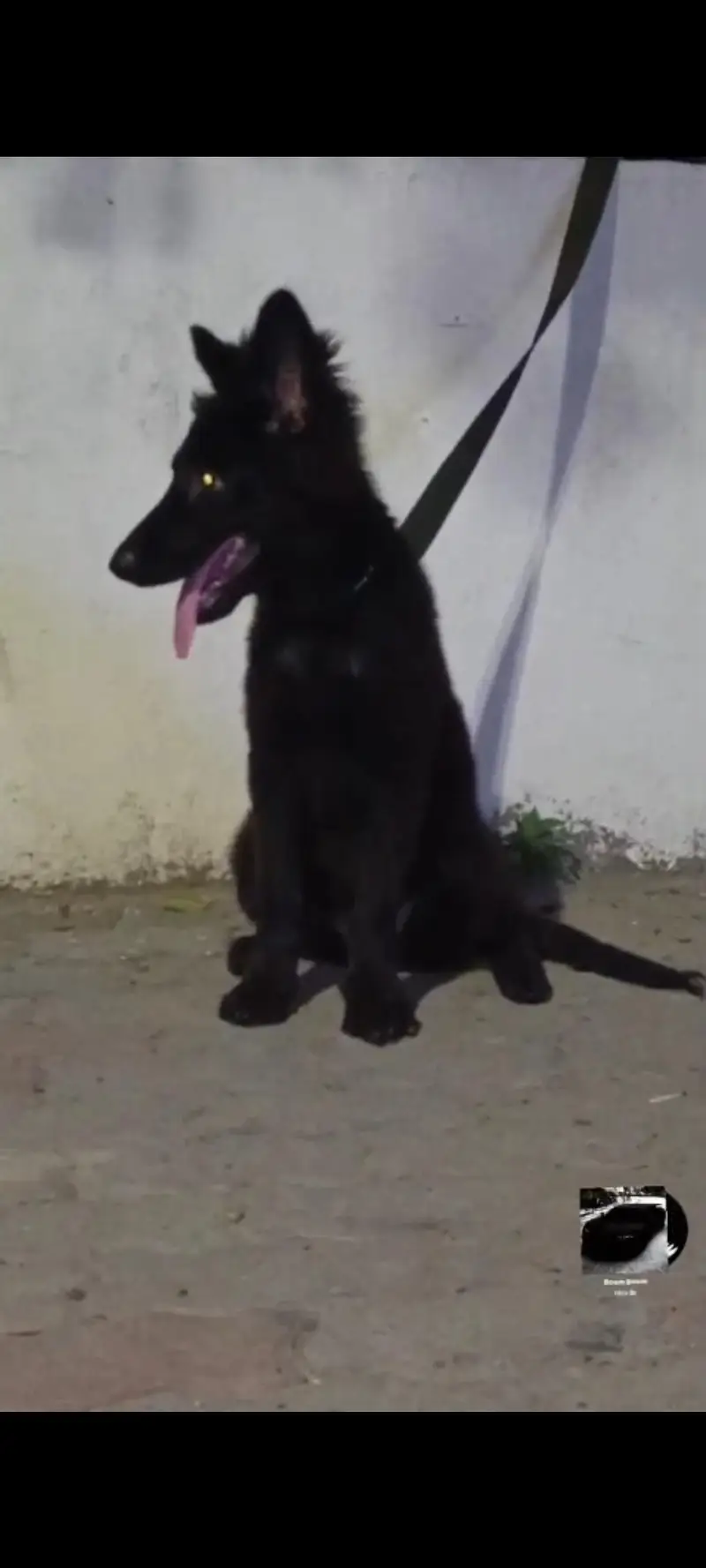 Top quality gsd pup for sale — photo 2