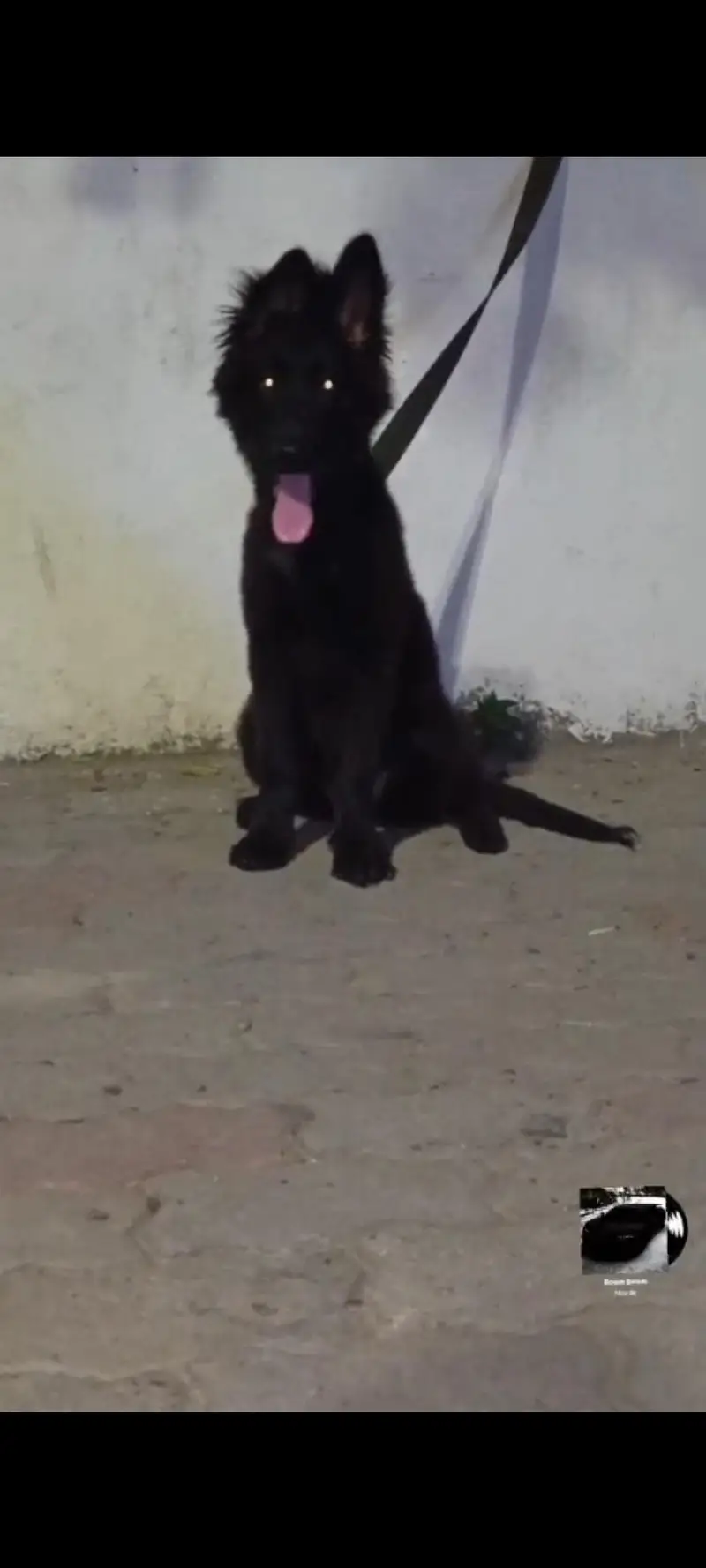 Top quality gsd pup for sale — photo 3