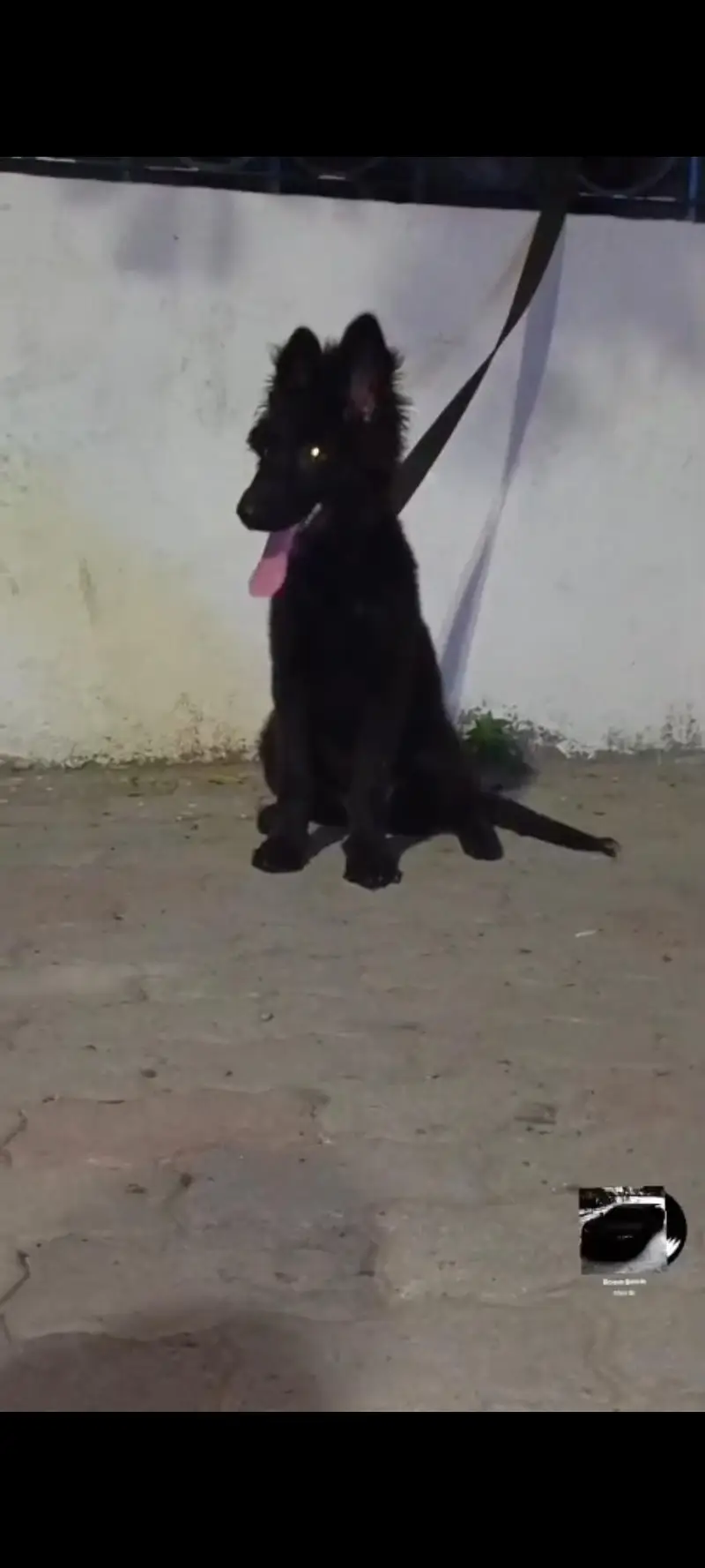 Top quality gsd pup for sale — photo 4
