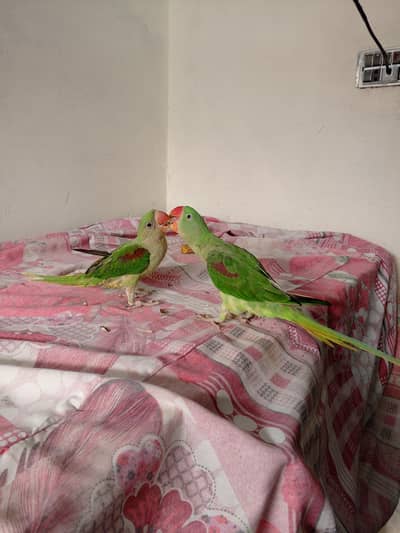 Raw Parrot