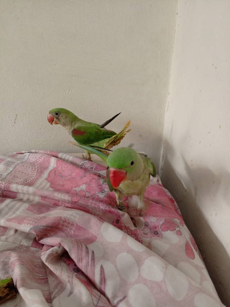 Raw Parrot 1