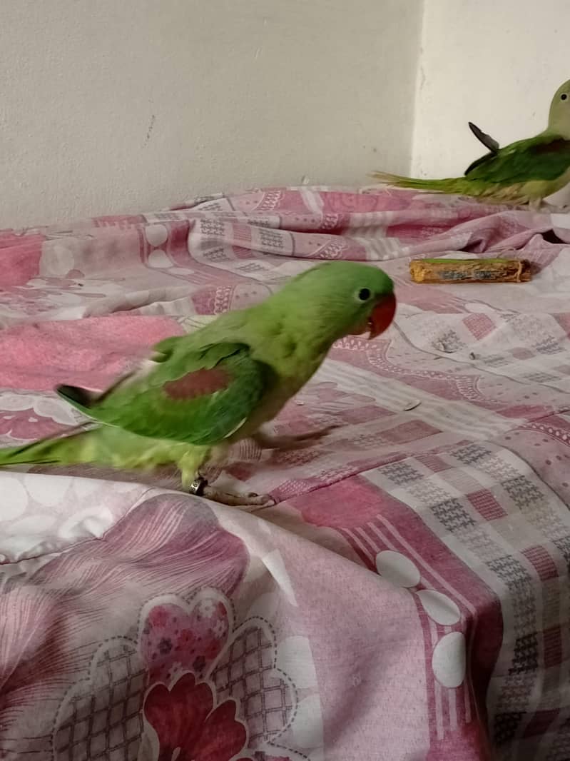 Raw Parrot 2