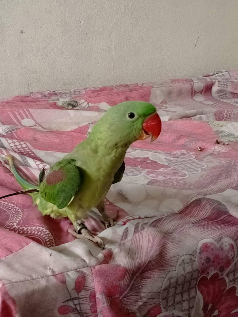 Raw Parrot 3