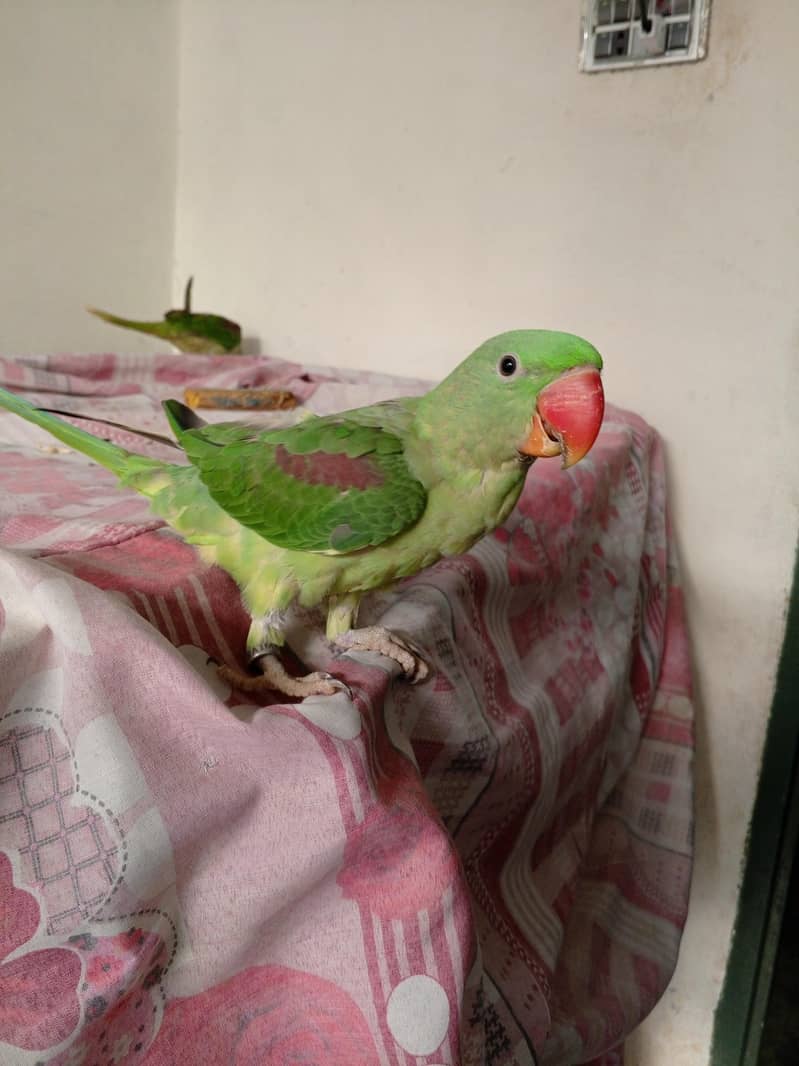 Raw Parrot 4