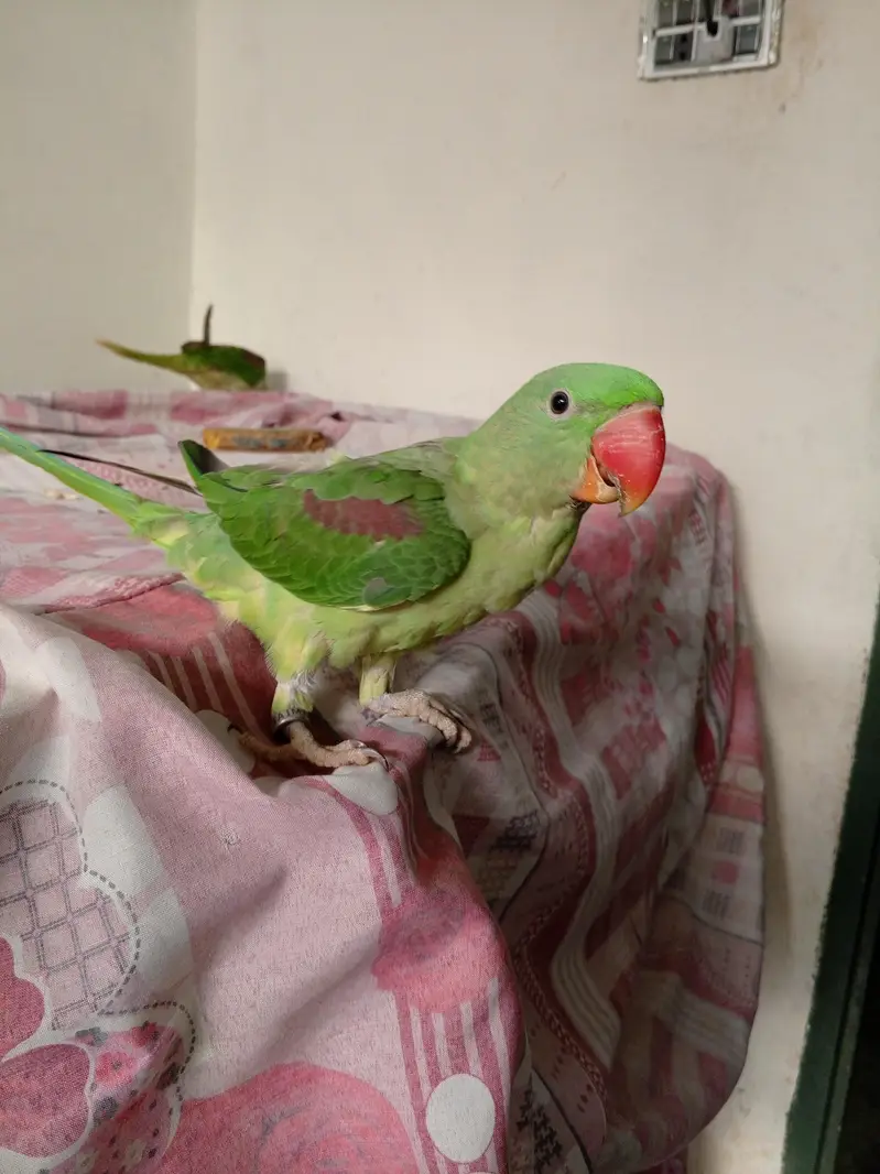 Raw Parrot — photo 5