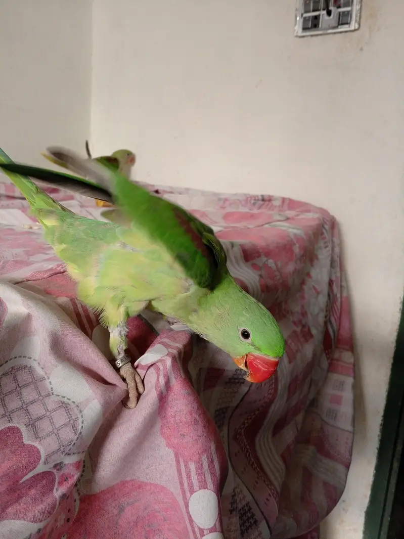 Raw Parrot — photo 6