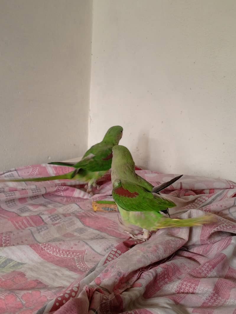 Raw Parrot 6