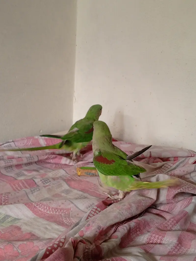 Raw Parrot — photo 7