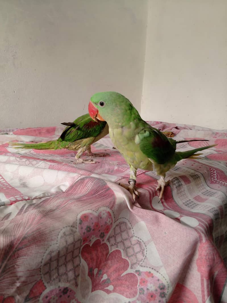 Raw Parrot 7