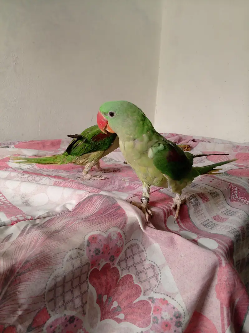 Raw Parrot — photo 8