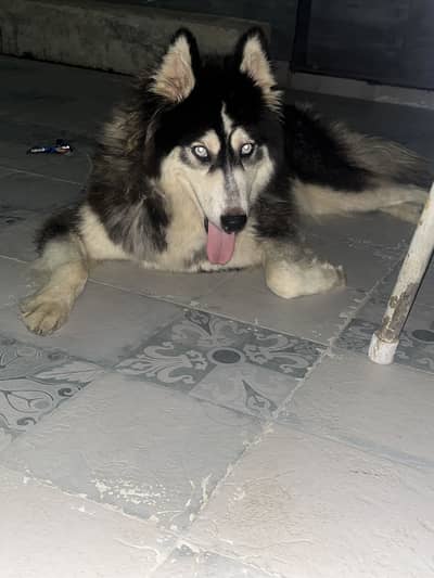 Femeale huskey 8 months old