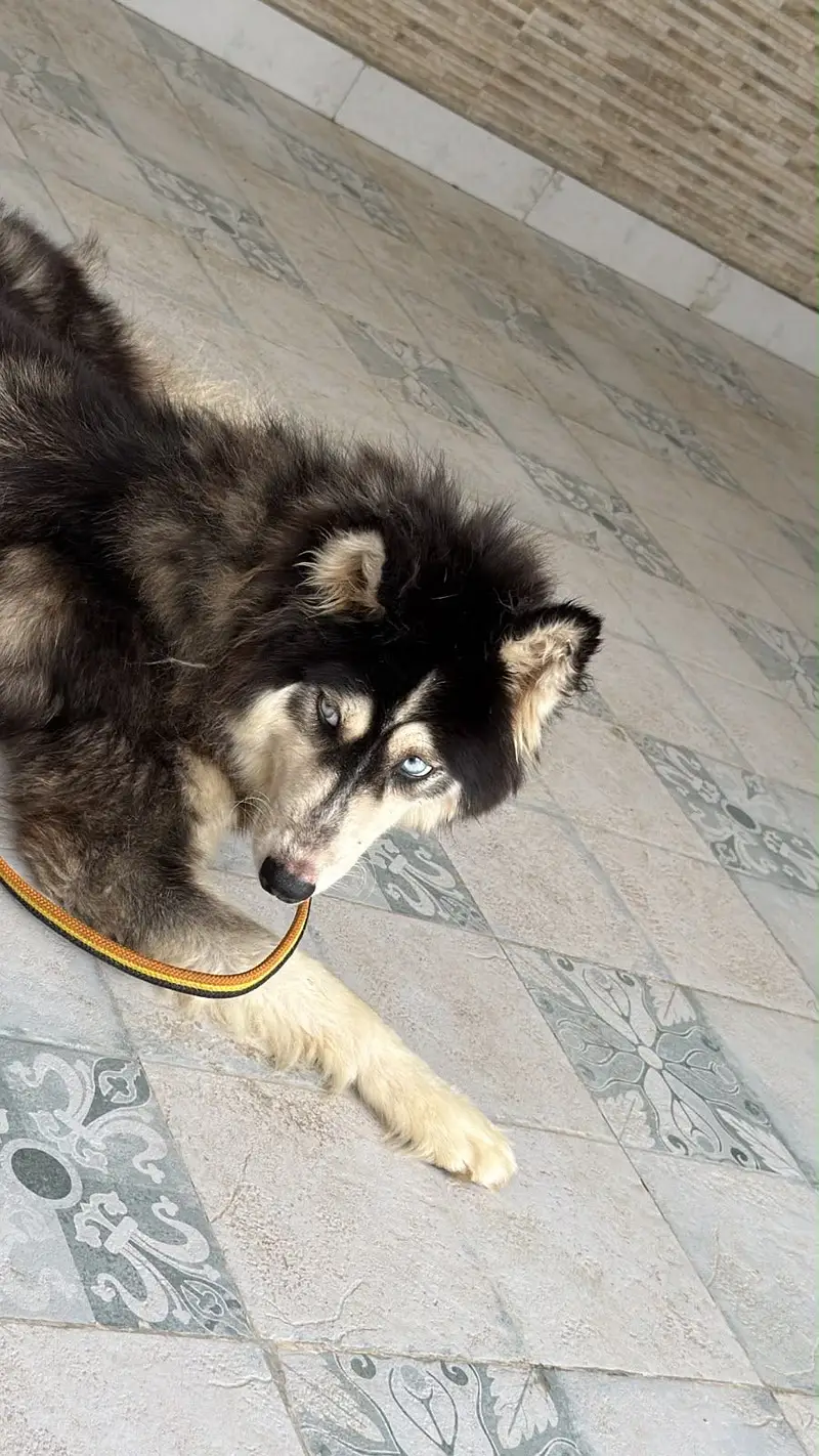 Femeale huskey 8 months old — photo 2