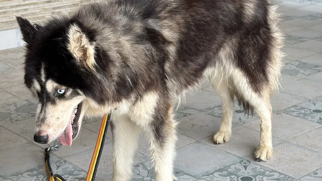 Femeale huskey 8 months old — photo 3