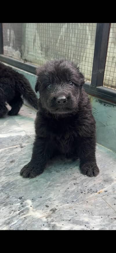 German shepherd puppies