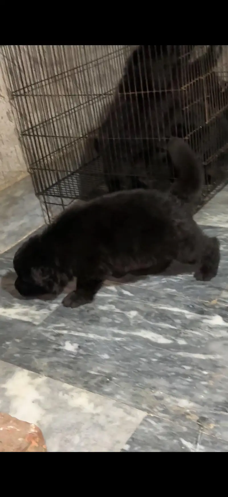 German shepherd puppies — photo 2