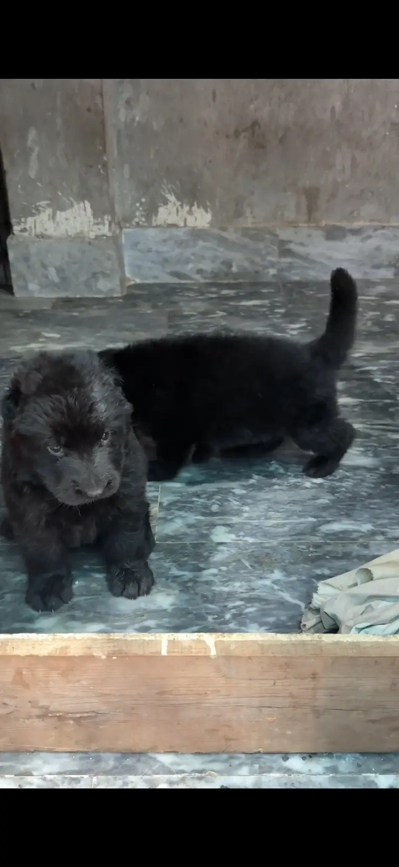 German shepherd puppies — photo 3
