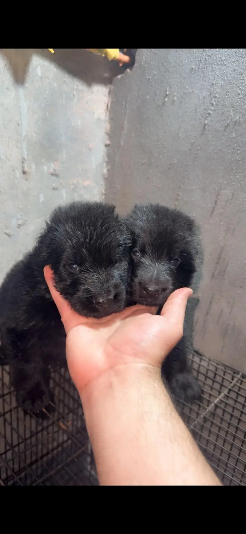 German shepherd puppies — photo 4