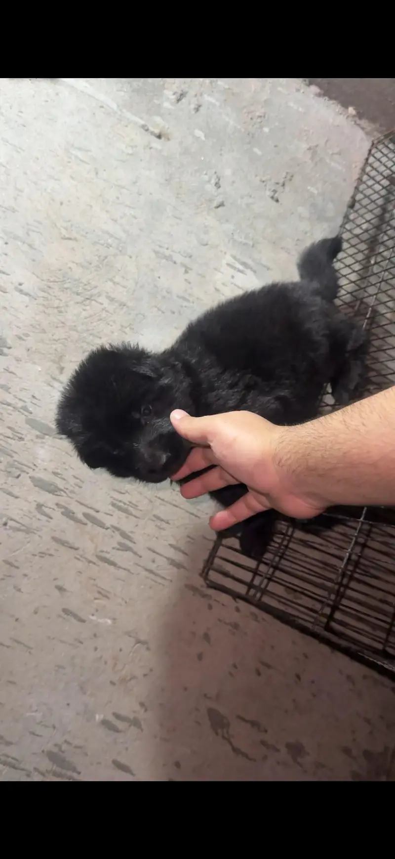 German shepherd puppies — photo 5