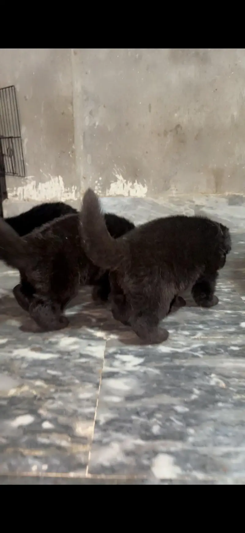 German shepherd puppies — photo 6