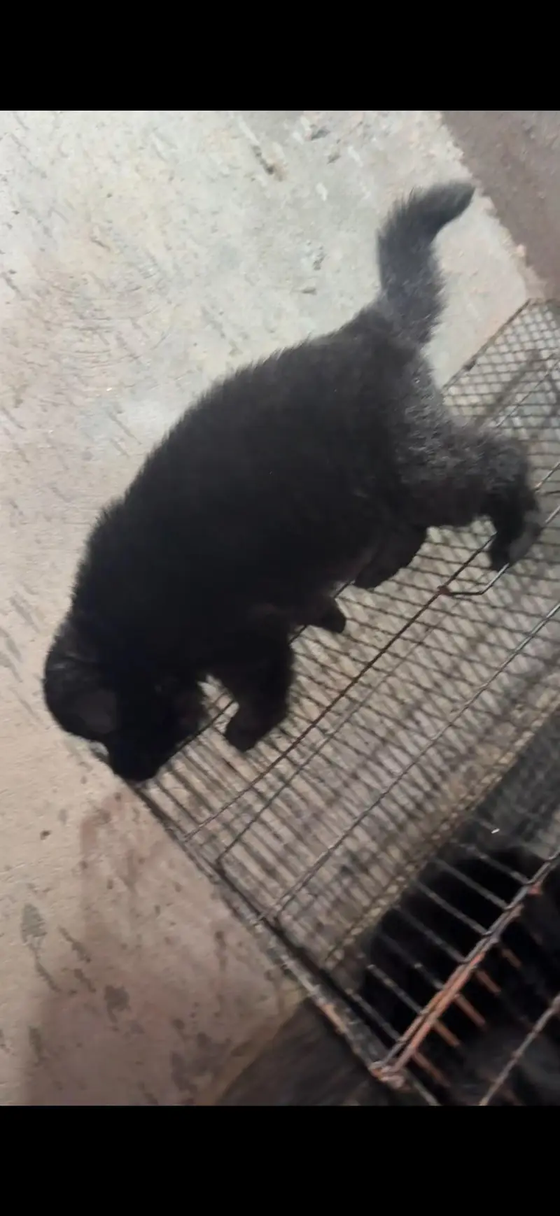 German shepherd puppies — photo 7