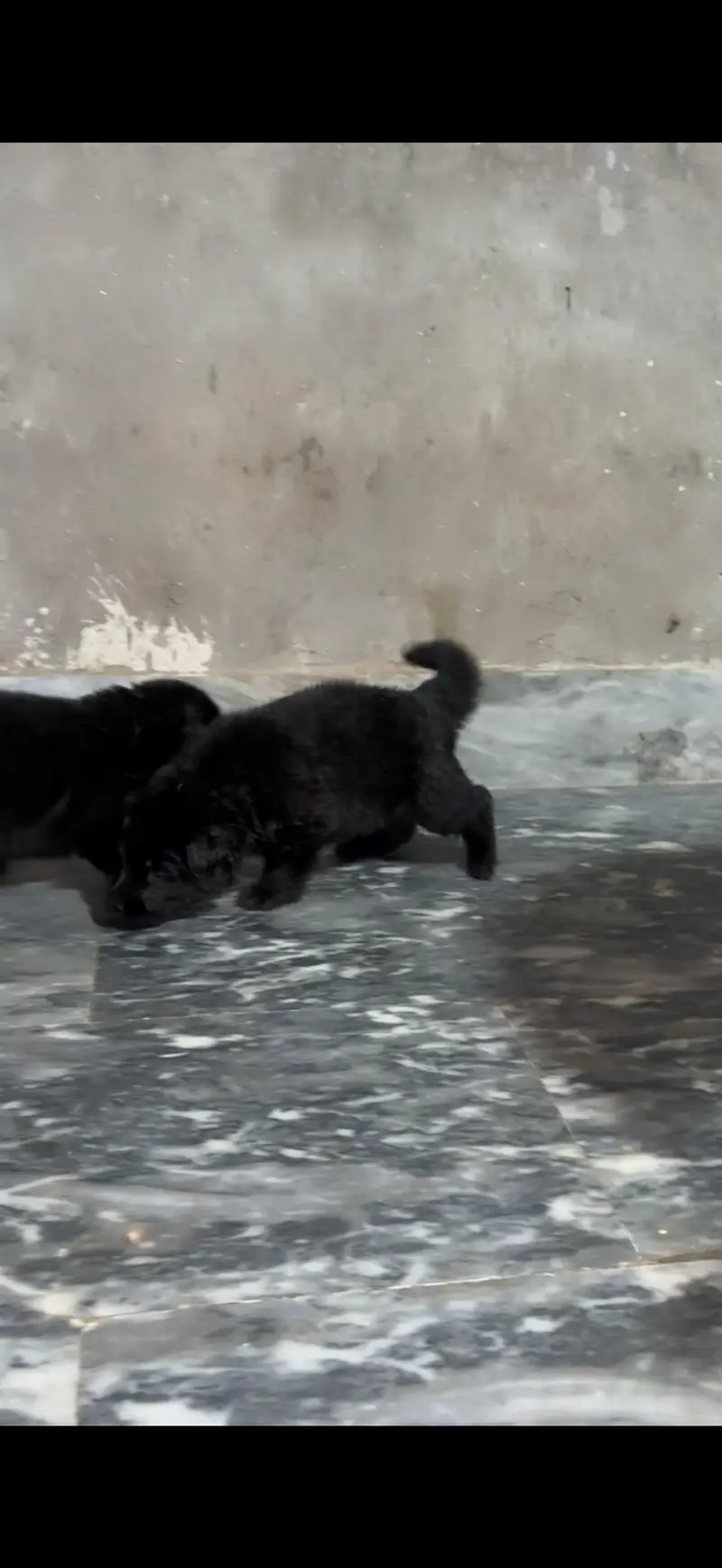 German shepherd puppies — photo 9