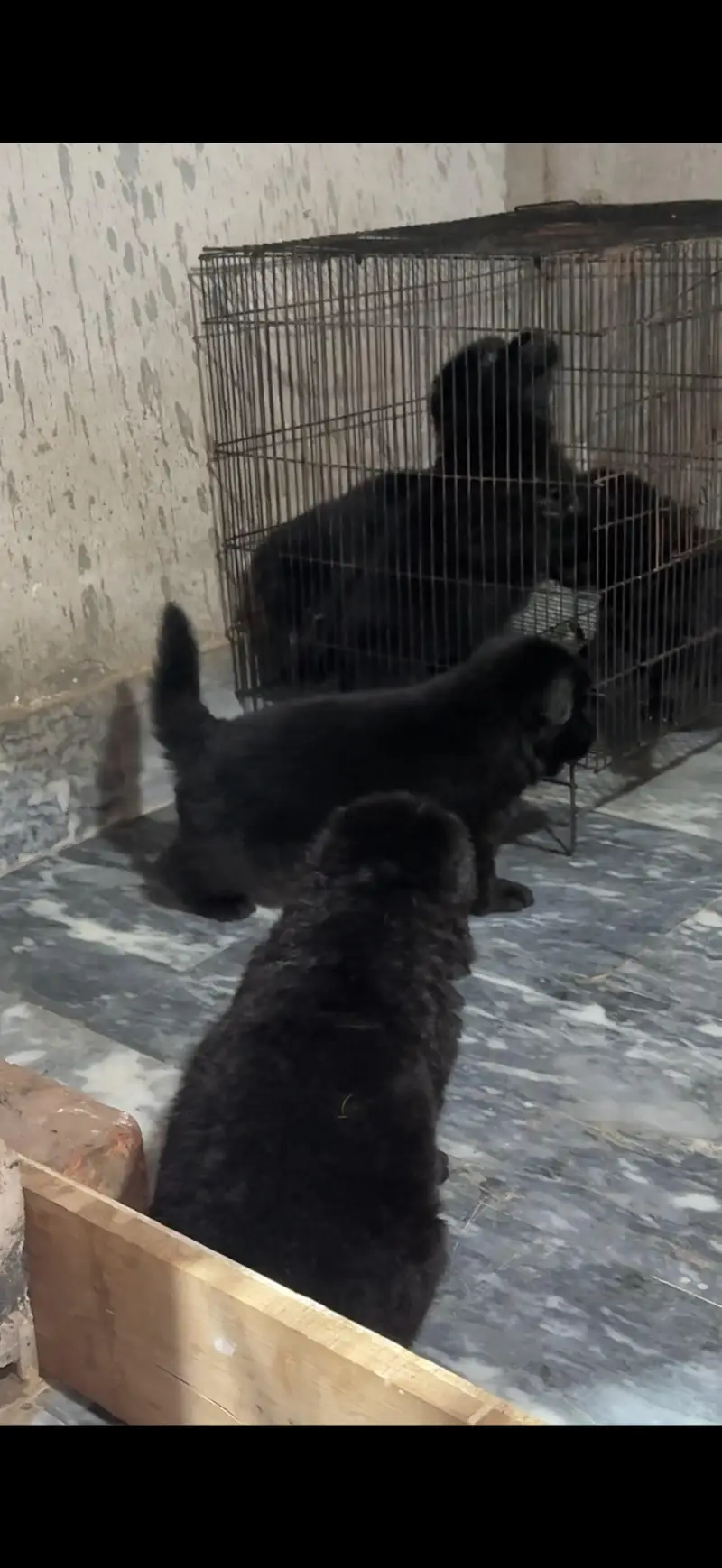German shepherd puppies — photo 10