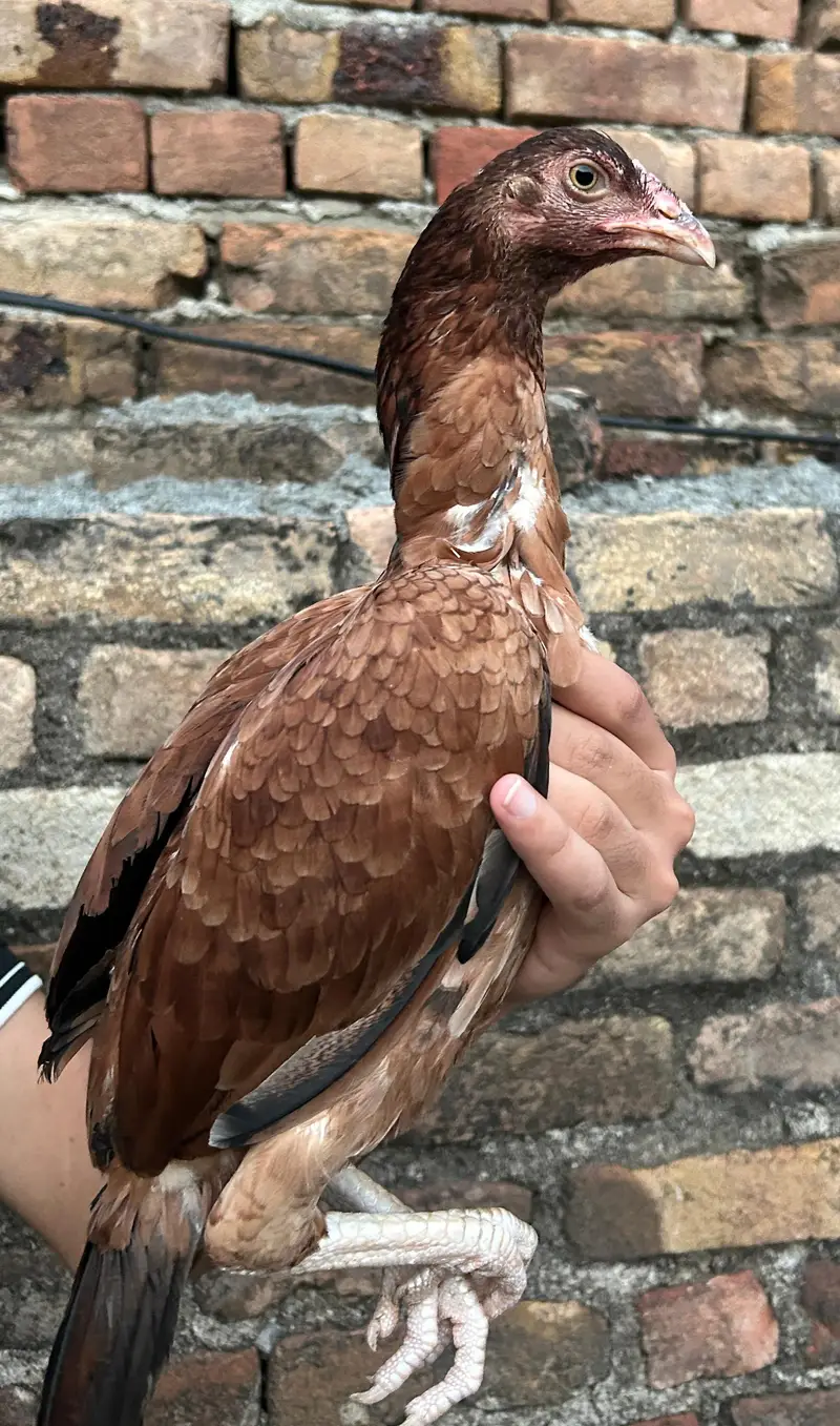 Pure Aseel Long Tail Breed Aseel Pathi — photo 2