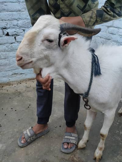 4 dant hua hai