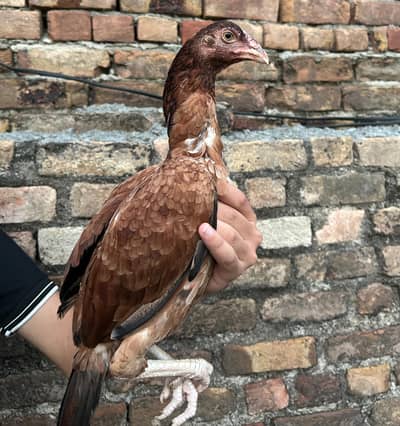 Pure Aseel Long Tail Breed Aseel Pathi
