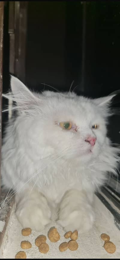 Beautiful White Persian Cat Pair (Male & Female) | Healthy & Fluffy