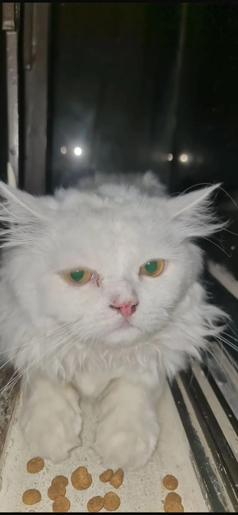 Beautiful White Persian Cat Pair (Male & Female) | Healthy & Fluffy — photo 2