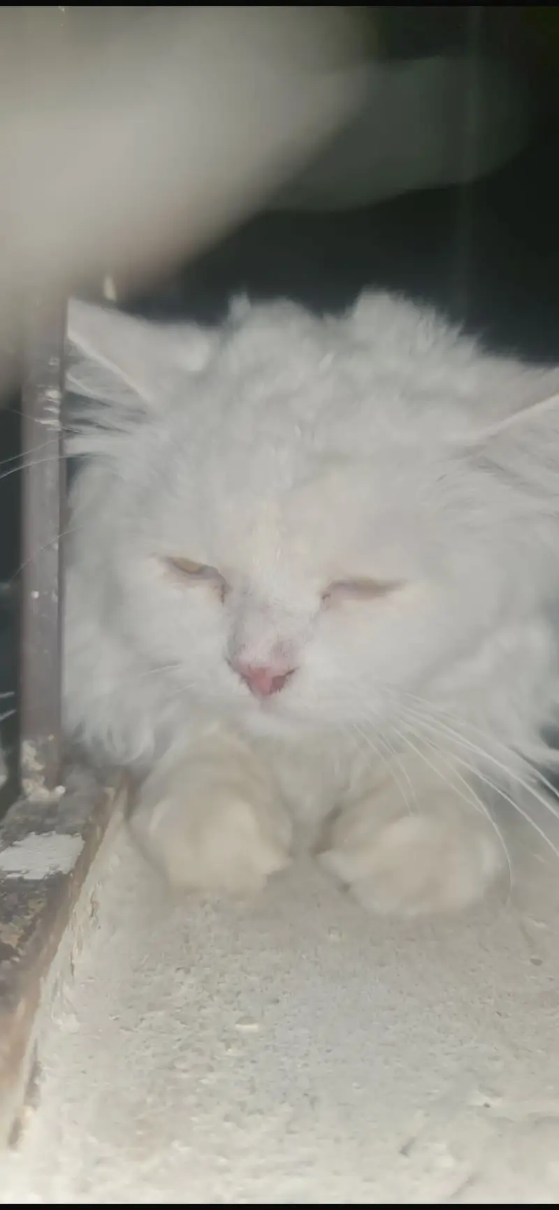 Beautiful White Persian Cat Pair (Male & Female) | Healthy & Fluffy — photo 3