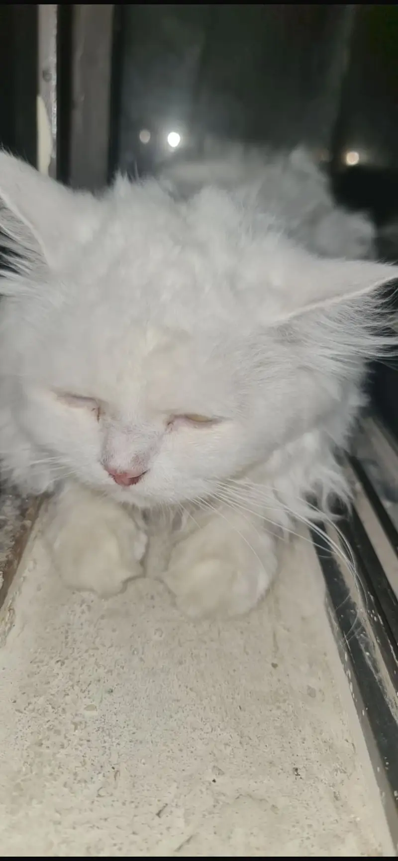 Beautiful White Persian Cat Pair (Male & Female) | Healthy & Fluffy — photo 4