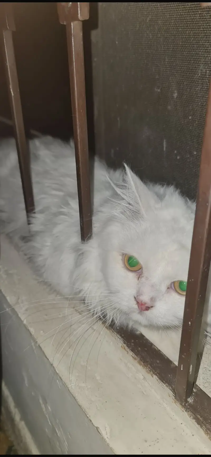 Beautiful White Persian Cat Pair (Male & Female) | Healthy & Fluffy — photo 5