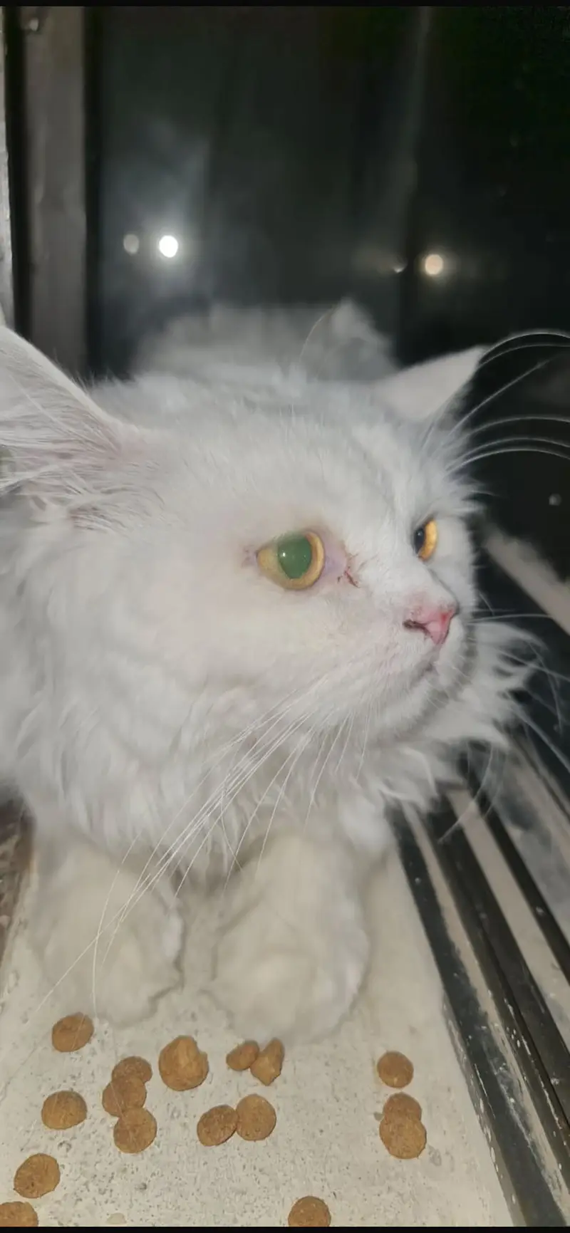 Beautiful White Persian Cat Pair (Male & Female) | Healthy & Fluffy — photo 6