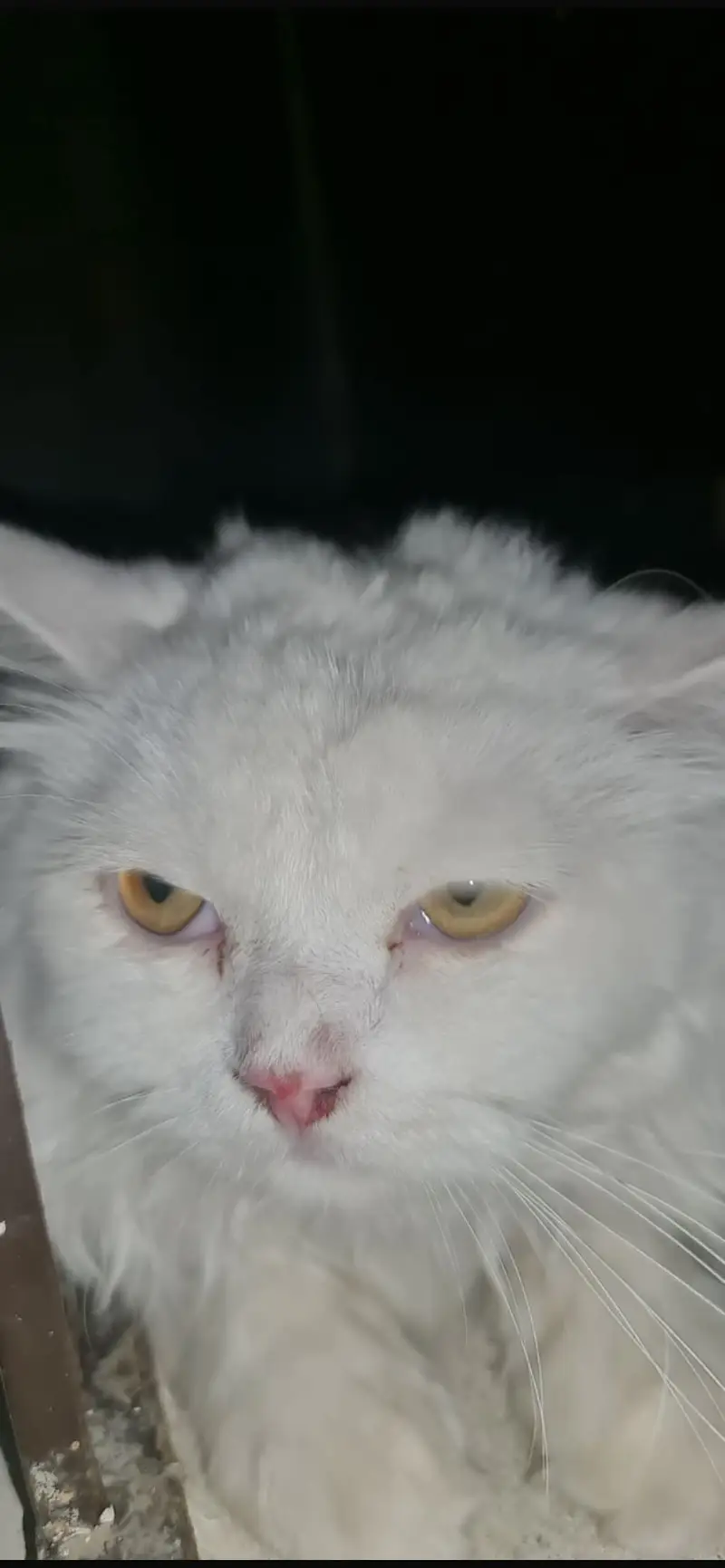Beautiful White Persian Cat Pair (Male & Female) | Healthy & Fluffy — photo 7