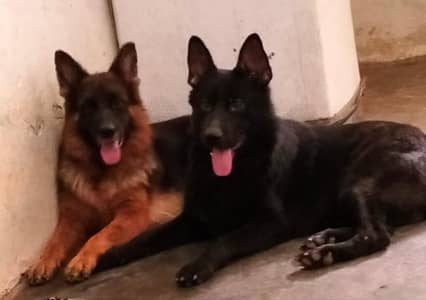 Top Quality German Shepherd with Permanent