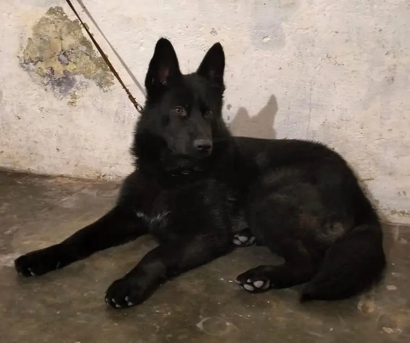 Top Quality German Shepherd with Permanent — photo 2