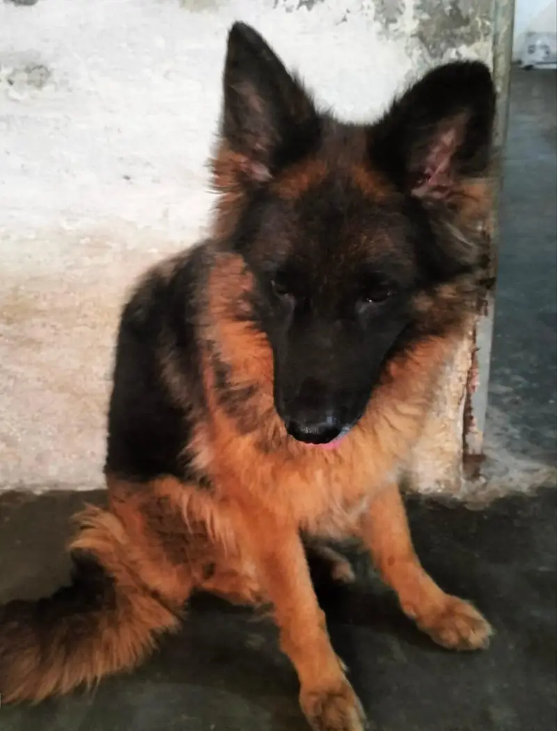 Top Quality German Shepherd with Permanent — photo 3