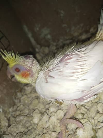 common white cocktail chik red eye